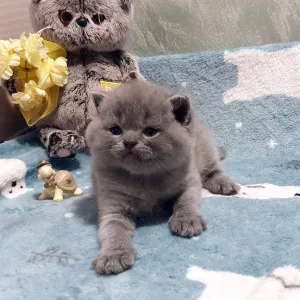 Photo №1. british shorthair - for sale in the city of St. Petersburg | 238$ | Announcement № 5018