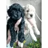 Additional photos: Medium sized poodle puppies