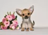 Photo №1. chihuahua - for sale in the city of Москва | 414$ | Announcement № 32608