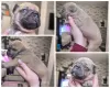 Additional photos: french bulldog puppies