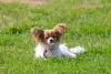 Photo №4. I will sell papillon dog in the city of Minsk. from nursery - price - 1183$