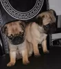 Photo №1. pug - for sale in the city of Hagen | Is free | Announcement № 101850