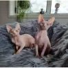 Photo №1. sphynx cat - for sale in the city of Zürich | Is free | Announcement № 96405