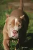 Additional photos: American bully puppies