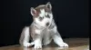 Photo №1. siberian husky - for sale in the city of Göttingen | negotiated | Announcement № 52293