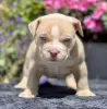 Photo №1. american bully - for sale in the city of Bucharest | Is free | Announcement № 109533