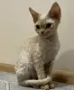 Additional photos: Devon Rex Cinnamon