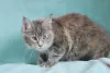 Photo №1. maine coon - for sale in the city of Eagle | 299$ | Announcement № 9952