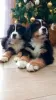 Photo №4. I will sell bernese mountain dog in the city of Bocar. breeder - price - negotiated