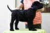 Additional photos: BLACK RUSSIAN TERRIER - UNIQUE FCI PUPPIES