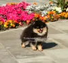 Additional photos: Beautiful Pomeranian Spitz puppy