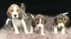 Photo №4. I will sell beagle in the city of Dusseldorf.  - price - Is free