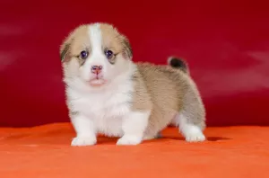 Additional photos: Bright red white girl welsh corgi pembroke