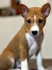 Additional photos: Basenji puppies. African non-barking dog.