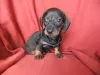 Photo №4. I will sell dachshund in the city of Lisbon.  - price - negotiated