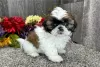 Photo №1. shih tzu - for sale in the city of Regensburg | negotiated | Announcement № 123664