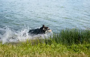 Photo №2 to announcement № 2884 for the sale of alaskan malamute - buy in Belarus from nursery