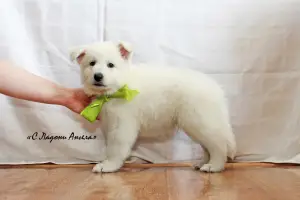 Additional photos: Kennel #SladoniAngela offers puppies white Swiss Shepherd