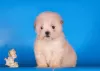 Additional photos: Maltipoo F1 puppies girls mini