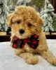 Photo №1. labradoodle - for sale in the city of Derby | 310$ | Announcement № 123223