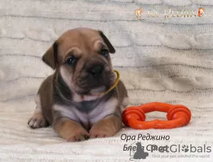 Additional photos: Puppies CA DE BO