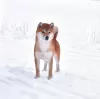 Photo №2 to announcement № 9150 for the sale of shiba inu - buy in Russian Federation from nursery