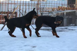 Photo №3. Rottweiler puppies. Russian Federation