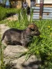 Additional photos: Gorgeous Pekingese puppies