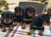 Photo №1. rottweiler - for sale in the city of Berlin | Is free | Announcement № 126255