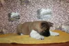 Photo №2 to announcement № 8138 for the sale of american akita - buy in Russian Federation breeder