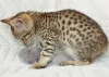 Additional photos: savannah kittens F5 LOOF