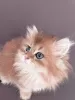 Photo №2 to announcement № 51253 for the sale of british longhair - buy in Germany breeder