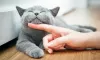 Photo №2 to announcement № 96921 for the sale of british shorthair - buy in Germany breeder