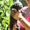 Additional photos: Cane Corso puppies