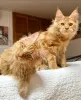 Photo №2 to announcement № 103253 for the sale of maine coon - buy in United States breeder