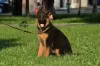 Additional photos: TSARI & GRANT German Shepherd Kennel offers puppies