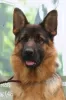 Photo №2 to announcement № 9628 for the sale of german shepherd - buy in Russian Federation breeder