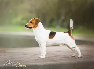 Additional photos: Girl Jack Russell Terrier - Smooth