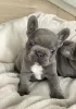 Additional photos: French Bulldog puppies