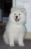 Additional photos: Samoyed Samoyed, FCI- Camomile Meadow