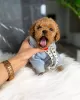 Photo №1. poodle (toy) - for sale in the city of Ohio City | 400$ | Announcement № 111269