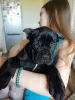 Additional photos: Cane Corso puppies