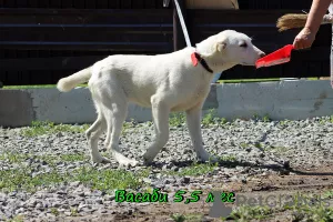 Additional photos: Central Asian Shepherd Puppy