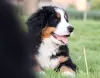 Photo №3. Bernese Mountain Dog Puppy. Poland