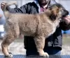 Additional photos: caucasian shepherd puppies