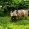 Additional photos: french bulldog puppies for sale