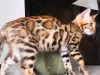 Additional photos: bengal kittens