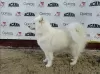 Photo №3. Sale of purebred Samoyed puppies. Belarus