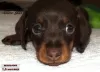 Additional photos: Dachshund rabbit - chocolate puppy