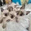 Photo №2 to announcement № 83085 for the sale of siamese cat - buy in Germany private announcement, breeder